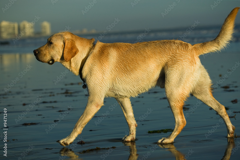 Happy Labrador Retriever playing at the beach at sunset
