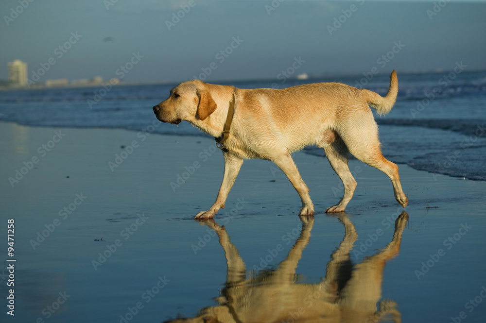 Happy Labrador Retriever playing at the beach at sunset Happy Labrador Retriever playing at the beach at sunset