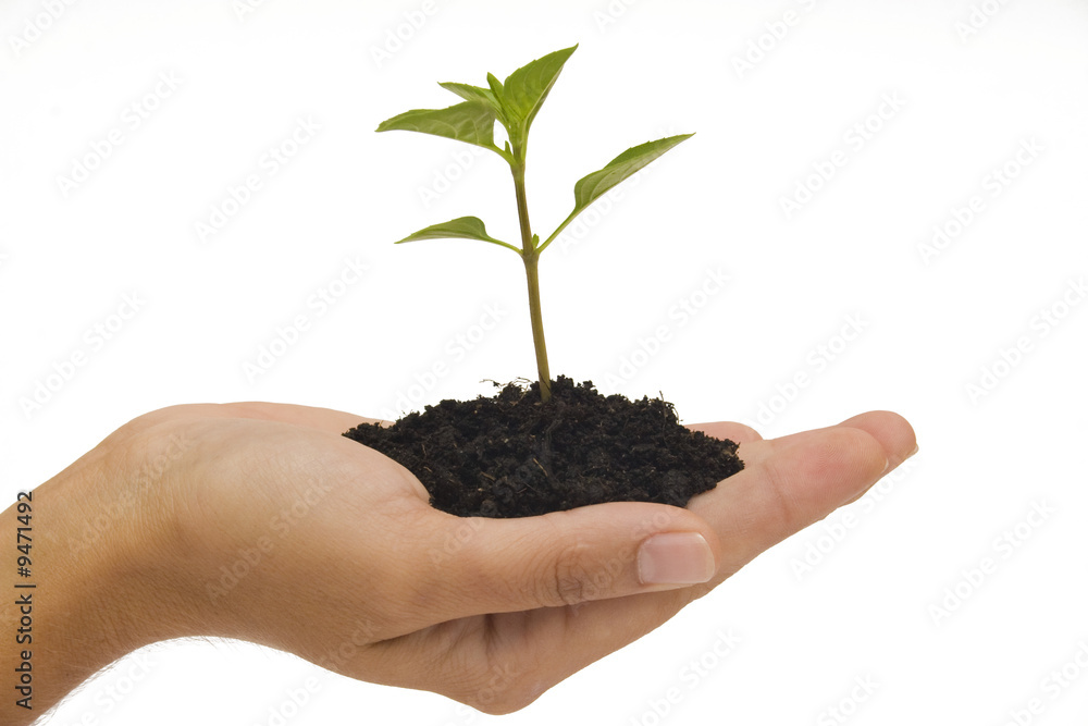 Hand holding young plant against white background Hand holding young plant against white background