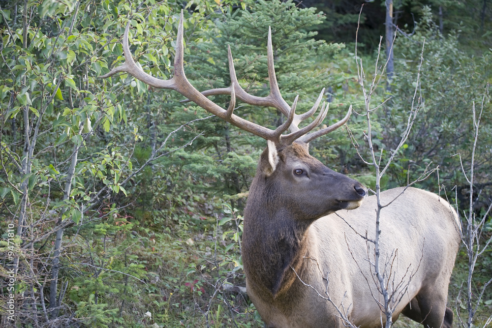 Elk antlers giving a side profile Elk antlers giving a side profile