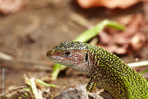 small wildlife lizard