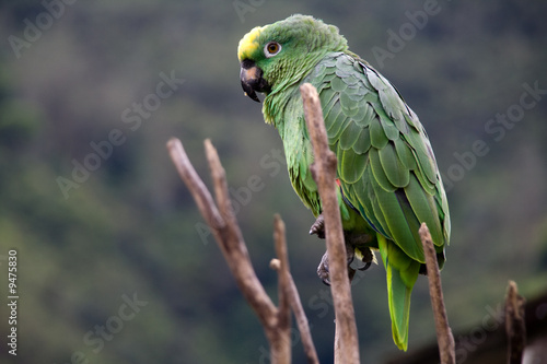 a green costa rican parrot close up