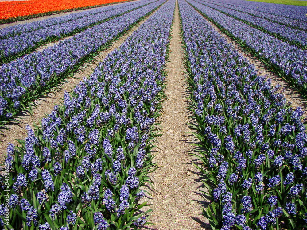 Fototapeta premium Blue flowers field