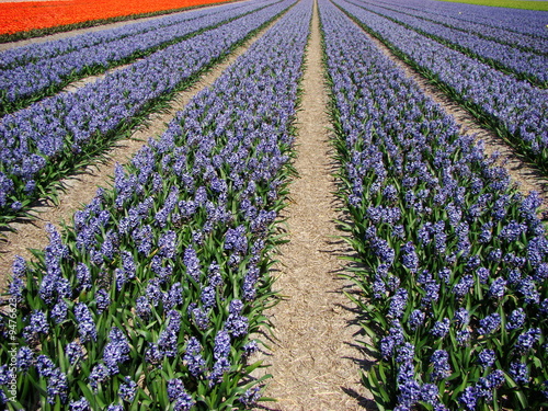 Blue flowers field