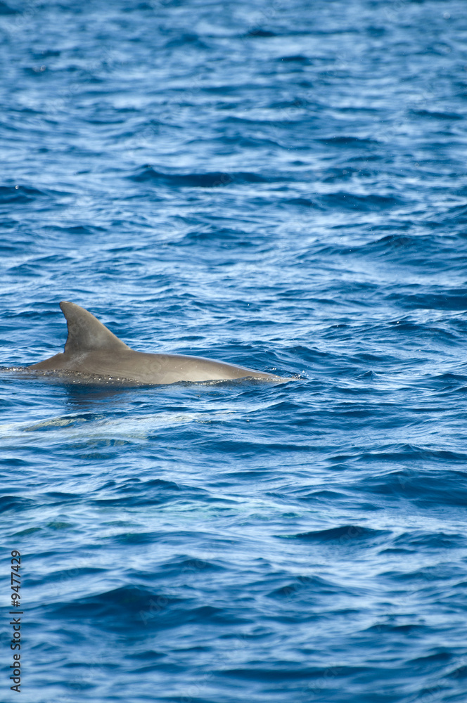 Naklejka premium Wild Dolphin