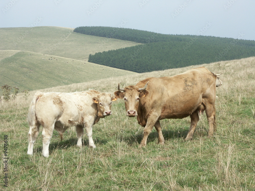 vache et veau