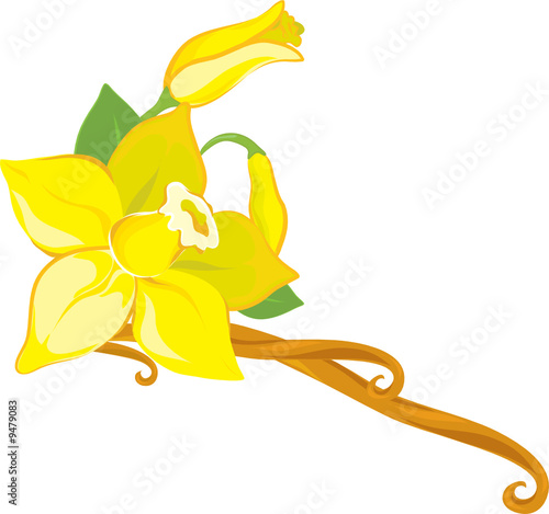 vanilla flower