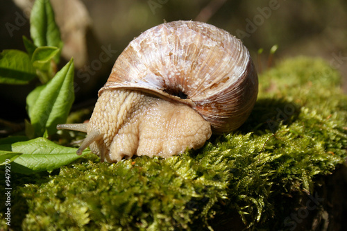 Big snail photo