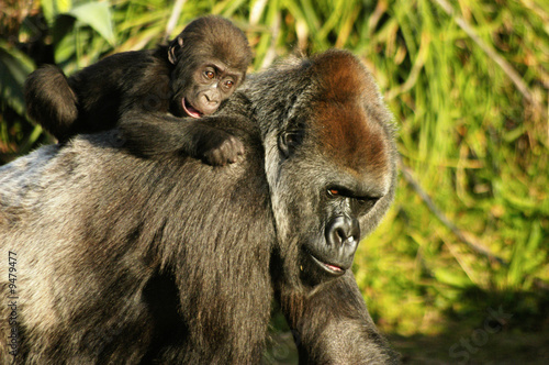 Canvas Print mother and baby western lowland gorillas