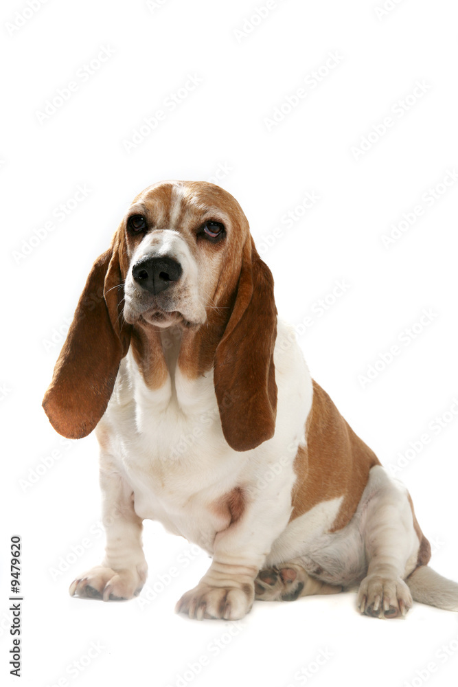 big basset hound with short legs and long ears