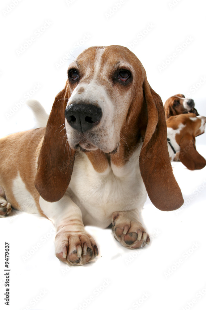 selective focus of front basset hound with 2 behind
