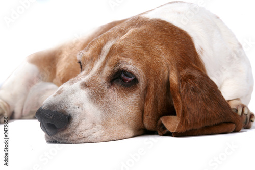 selective focus portrait of basset hound face and nose