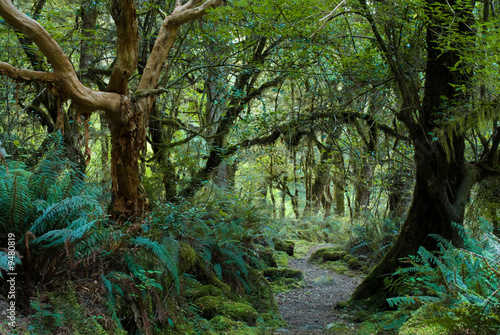 Fotografie, Obraz primeval forest on kepler track, fiordland, new zealand
