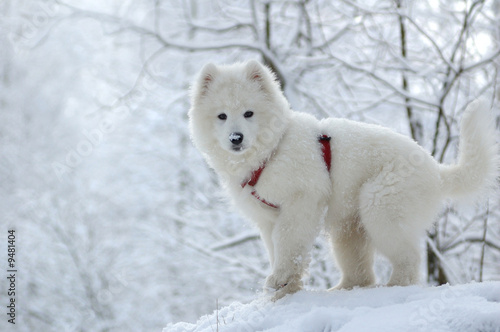 Samoyed dog - snow-white miracle of North