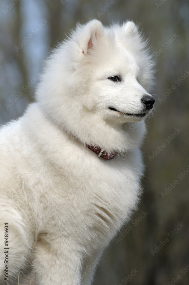Samoyed dog - snow-white miracle of North