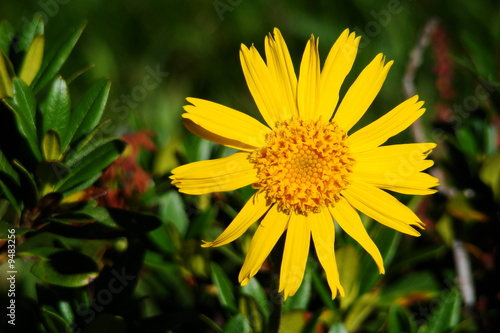 Arnica des montagnes