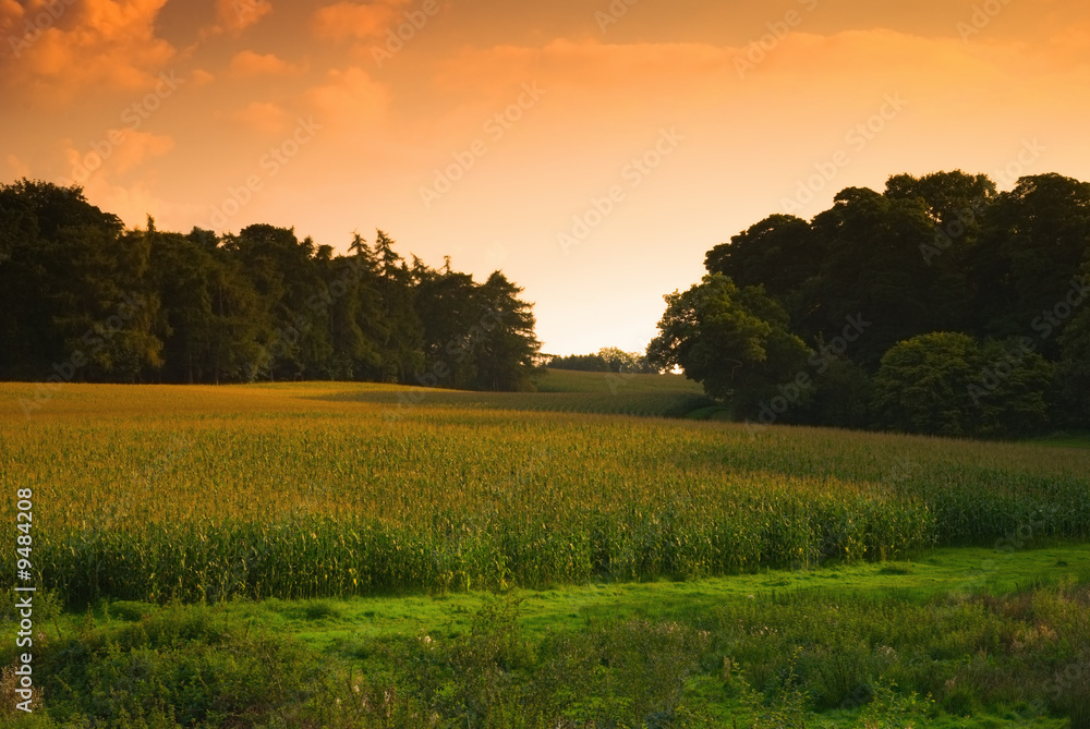 Sun setting over a cornfield, Shropshire, UK