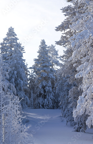 Fototapeta Naklejka Na Ścianę i Meble -  fur-trees and pines covered by a snow