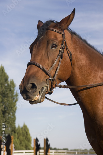 portrait of a bay horse after training on a jumping arena