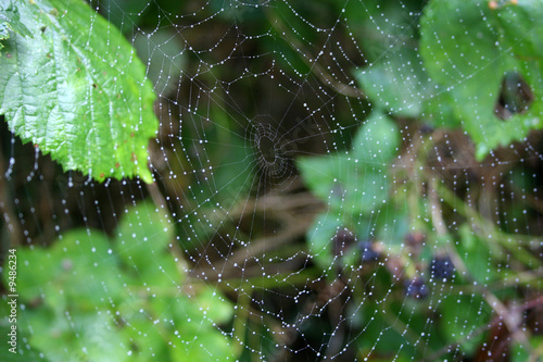 dew on spider web