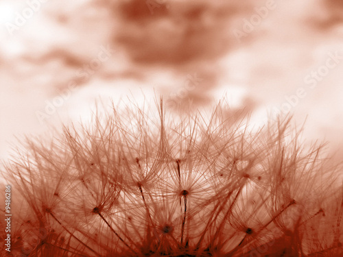 Red toned image of dandelion clock in meadow