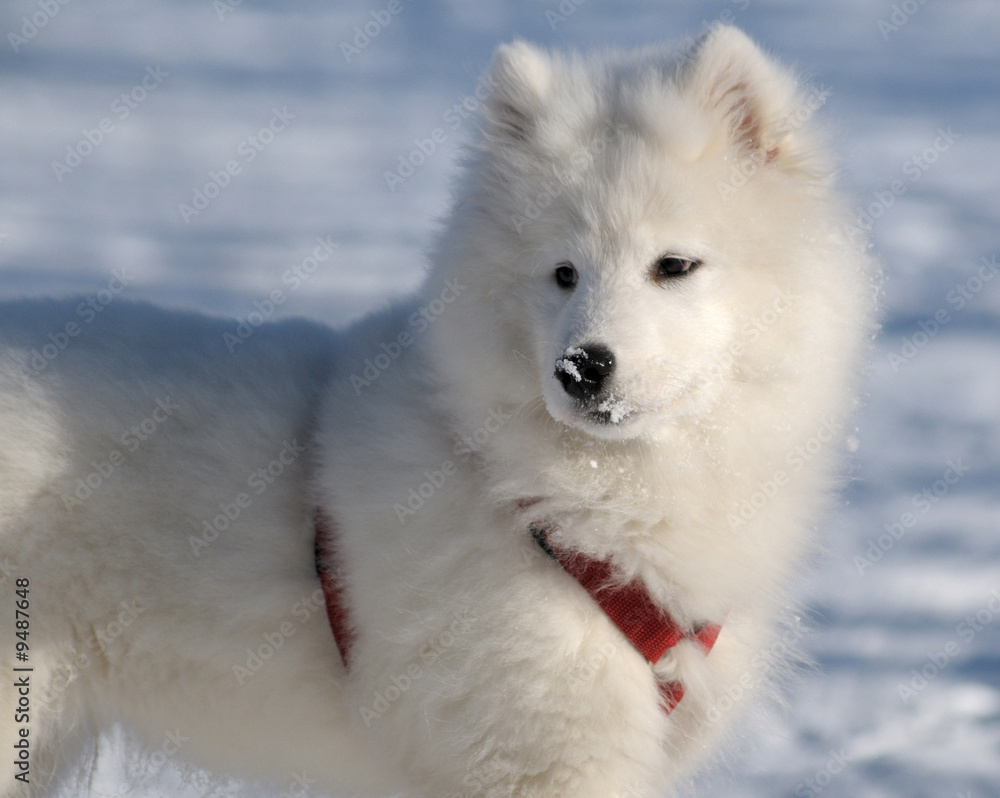 Samoyed dog - snow-white miracle of North