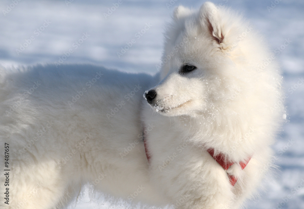 Samoyed dog - snow-white miracle of North Samoyed dog - snow-white miracle of North