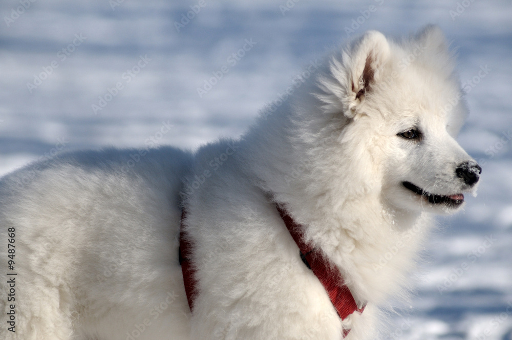 Samoyed dog - snow-white miracle of North