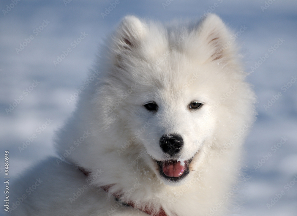 Samoyed dog - snow-white miracle of North