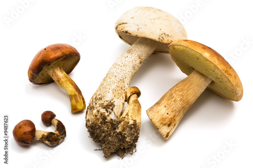 Fresh and beautiful mushrooms on a white background