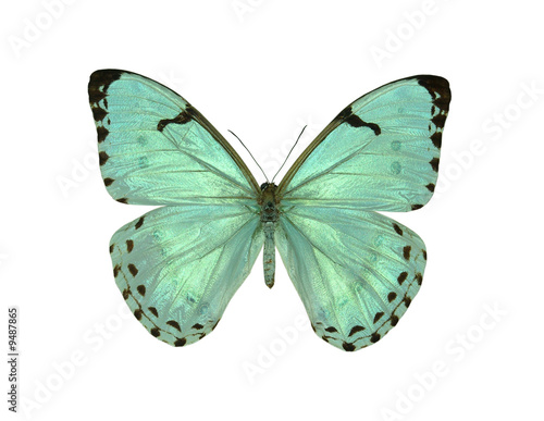 butterfly morpho catenarius © bob35