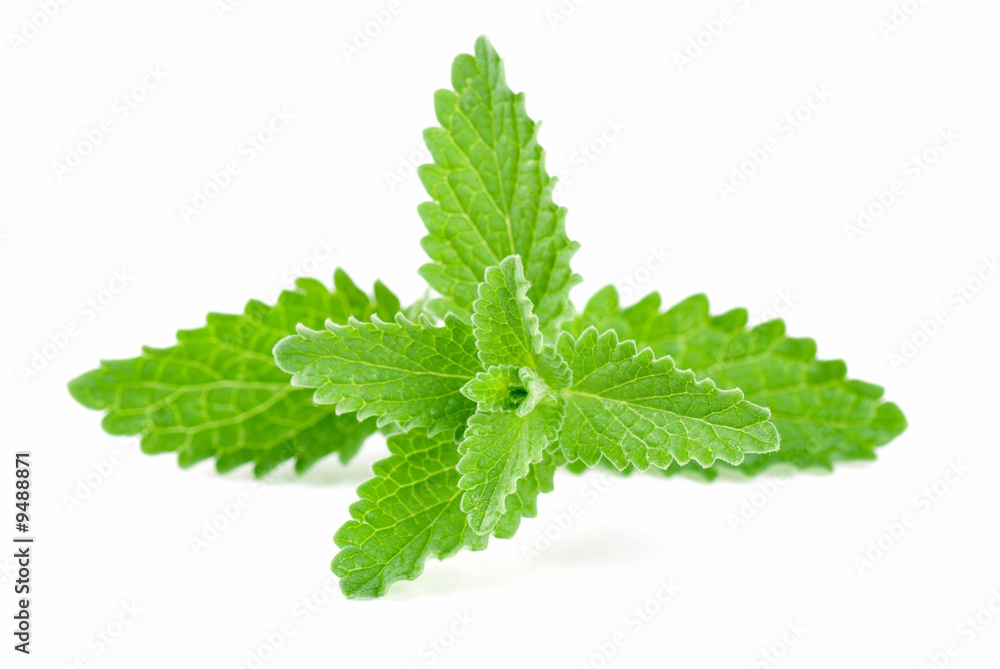 Green Mint Green Mint