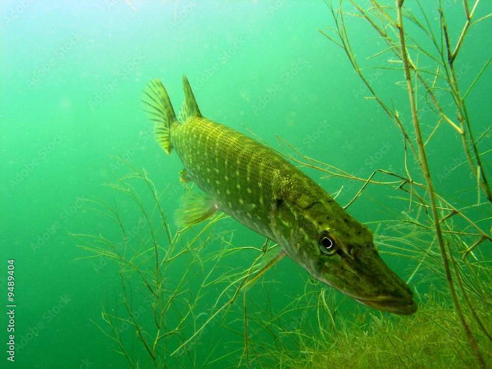 Pike in the lake