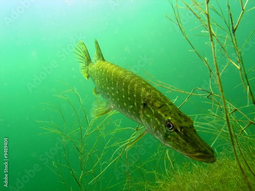 Obraz na płótnie Pike in the lake w salonie