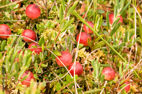 Wild cramberries growing in bog, autumn harvesting photo