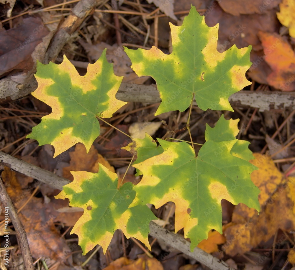 Autumn maple leaves. Fall in Canada. Autumn maple leaves. Fall in Canada.