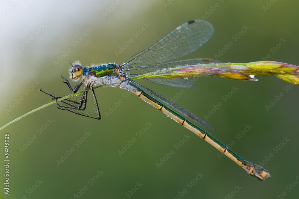 Blue dragonfly on the ear of rye starred with morning dew Blue dragonfly on the ear of rye starred with morning dew