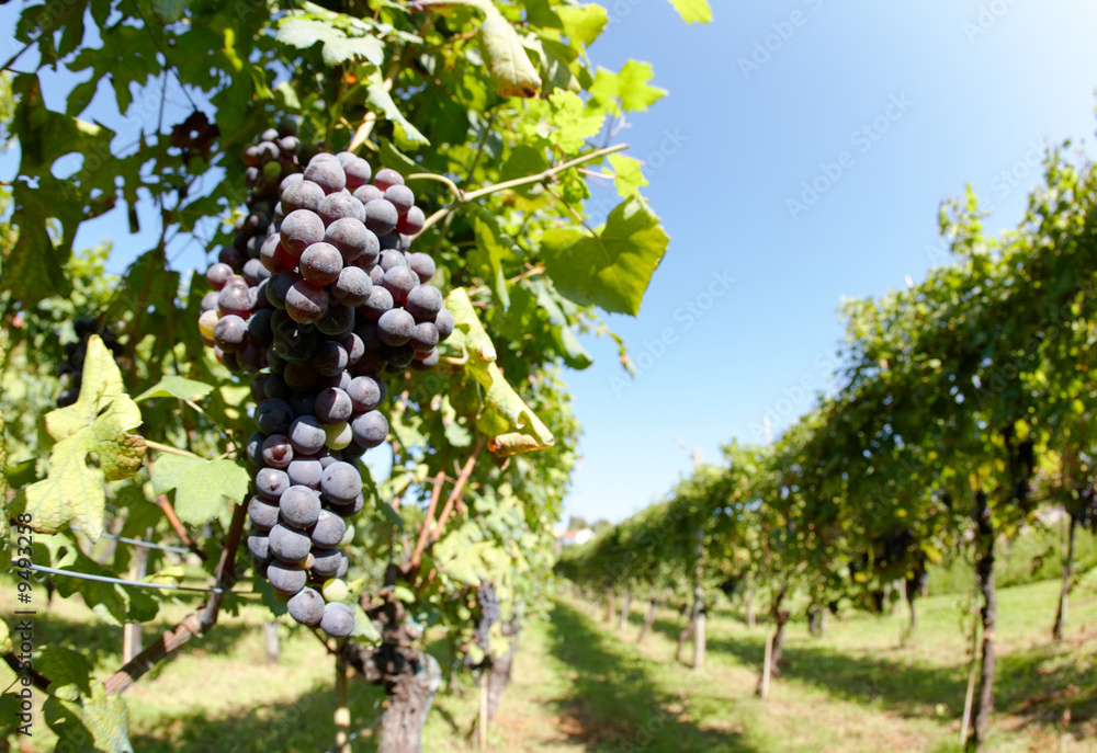 Vineyard in summer, Piedmont hills, north Italy.