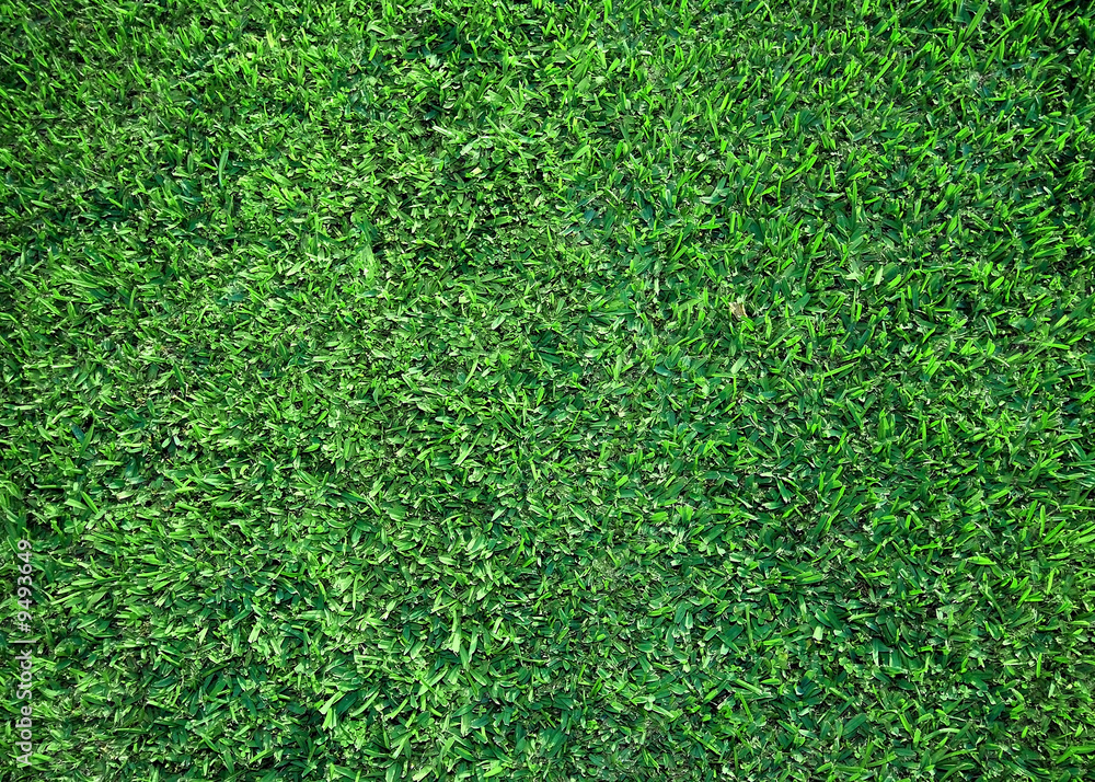 Fototapeta premium grass