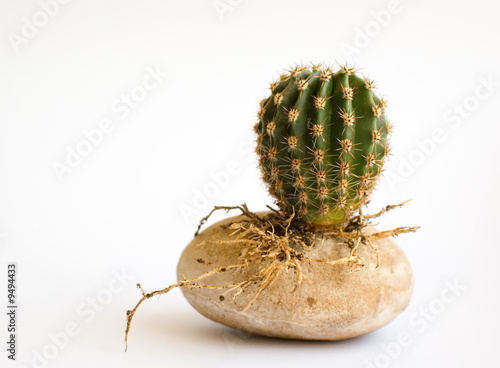 little round cactus with roots on a stone