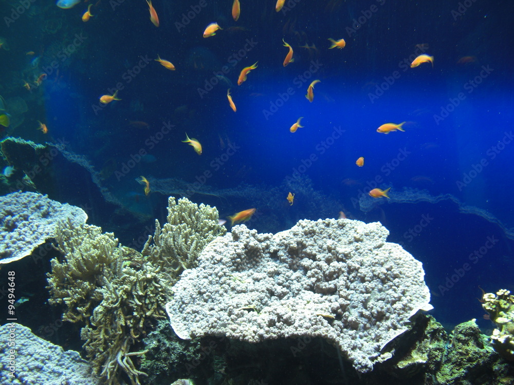 Obraz premium Poissons-Musée Oceanographique Monaco