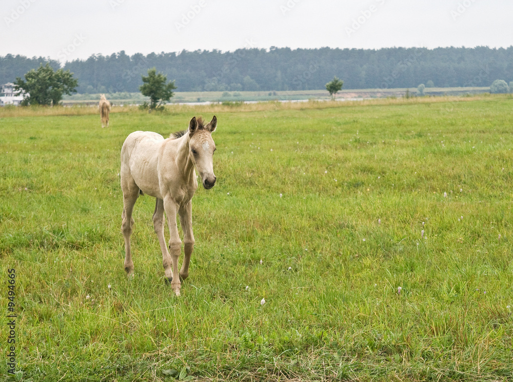 Young white foal standing on a field road Young white foal standing on a field road