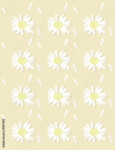 Background from chamomile, petals of a camomile