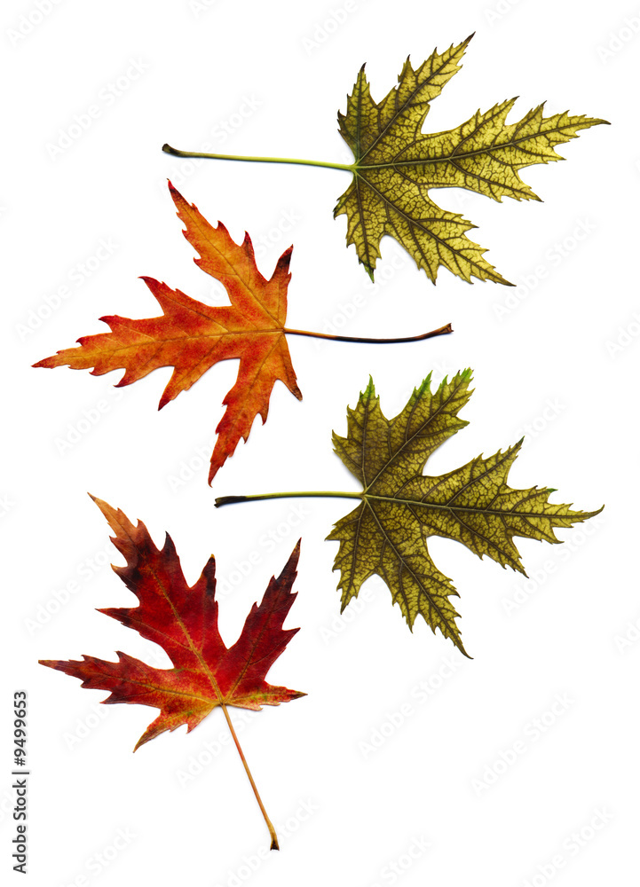 many autumn leaves isolated on white background