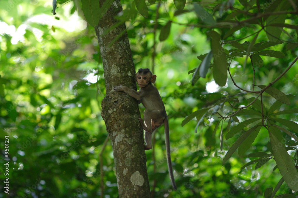 Fototapeta premium Bébé singe dans les arbres