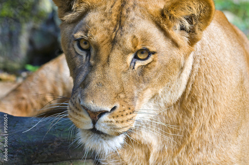 Miss lion
