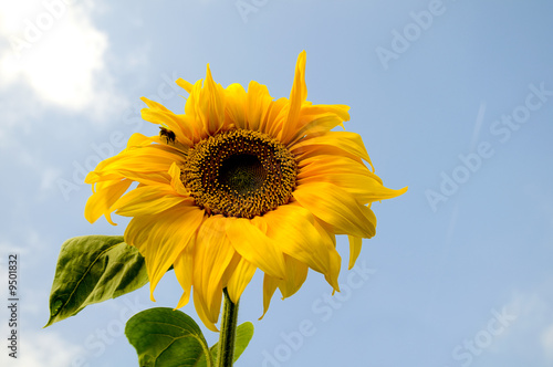 Sunny