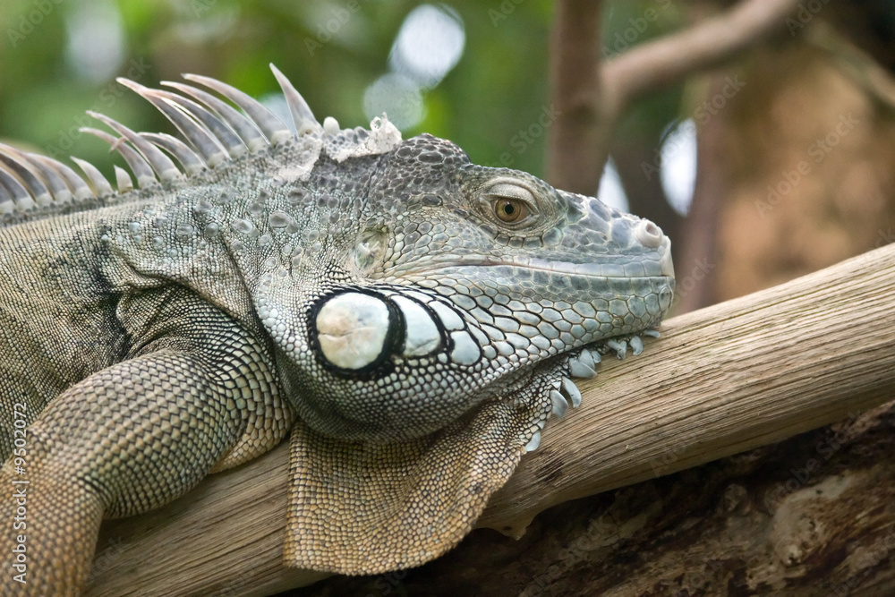 Iguana portrait (Zurich Zoo, Switzeland) Iguana portrait (Zurich Zoo, Switzeland)