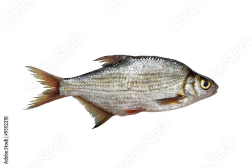 Silver bream isolated on white background