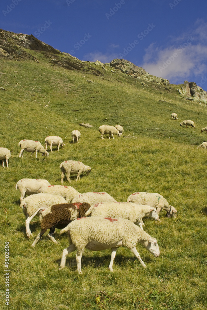 Fototapeta premium troupeau de brebis